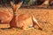 Springboks female sitting