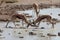 Springboks fighting in waterhole