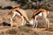 Springboks Fighting - Wildlife Park