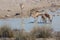 Springboks at waterhole