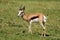 Springbuck Antelope