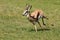 Springbuck Antelope Running