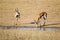 Springbuck congregating around a waterhole in the Kalahari desert