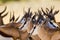 Springbuck congregating around a waterhole in the Kalahari desert