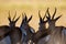 Springbuck congregating around a waterhole in the Kalahari desert