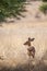 Springbuck congregating around a waterhole in the Kalahari desert