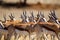 Springbuck congregating around a waterhole in the Kalahari desert