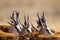 Springbuck congregating around a waterhole in the Kalahari desert