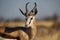 Springbuck male, Namibia