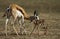 Springbuck mother and calf