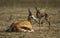 Springbuck mother and calf