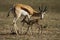 Springbuck mother and calf