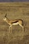 Springbuck or Springbok, Antidorcas marsupialis
