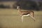 Springbuck or Springbok, Antidorcas marsupialis