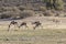 Springbuck or Springbok Antidorcas marsupialis Kgalagadi Transfrontier Park, Kalahari, Northern Cape, South Africa