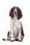 Springer Spaniel