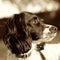 Springer Spaniel Dog Sepia Square