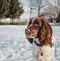 Springer spaniel dog in snow looking at something curiously.