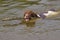 Springer Spaniel Dog Swimming and Fetching Stick