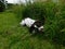 Springer Spaniel eating long grass.