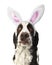 Springer Spaniel Lookin Up With Bunny Ears