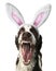 Springer Spaniel With Open Mouth and Bunny Ears