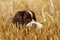 Springer Spaniel Puppy