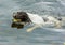 Springer Spaniel swimming in a lake