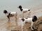 Springer spaniels on the beach