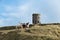 Springer spaniels playing at Solomons Temple