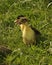 Springily lovely duckling on the grass.