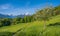 Springlike alpine mountain landscape with flowers and blooming fruit trees