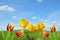 Springlike background with tulips