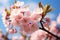 Springs charm: Cherry blossoms under a clear blue sky, white clouds