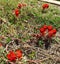 Springs wild flowers in full bloom