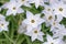 Springstar Ipheion uniflorum, close-up of star-shaped flowers