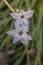 Springstar Ipheion uniflorum, close-up of star-shaped flowers