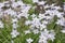 Springstar Ipheion uniflorum, flowering plants in natural habitat