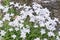 Springstar Ipheion uniflorum, star-shaped flowering plants