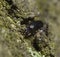 Springtail, Collembola, hiding in a bark of a tree, forest