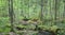 Springtime alder bog forest