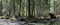 Springtime alder bog forest with standing water