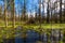 Springtime alder-bog forest in sun and standing water in foreground