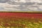 SPRINGTIME. Alta Murgia National Park: field of purple flowers. Apulia-ITALY-