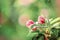 Springtime apple blossom In the sun drops of rain at sunset