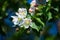 Springtime apple blossoms, selective focus