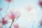 Springtime background. Outdoor magnolia bloom at blurred nature background with bokeh. Nature scene with spring blossom. Copy