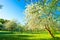 Springtime. Beautiful landscape with blossoming apple garden