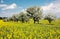 Springtime beautiful view of rapeseed field, alley of apple tree