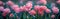 Springtime Beauty: Close-up of Pink Parrot Tulips in Public Flower Garden, Netherlands - Moody Dark Photo Banner